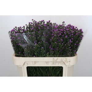 Aster Baby Pink