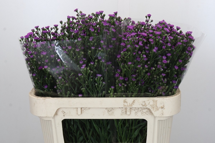 <h4>Aster Baby Pink</h4>