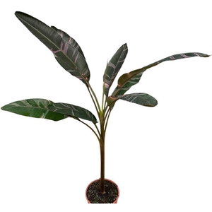 Musa Nono