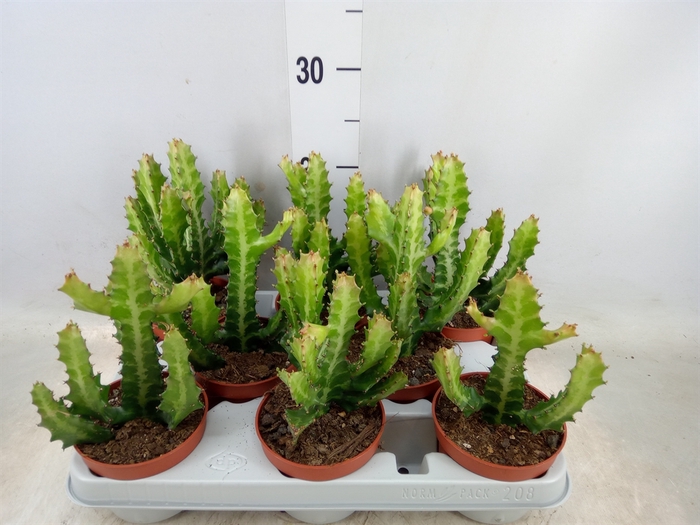 <h4>Euphorbia lactea</h4>