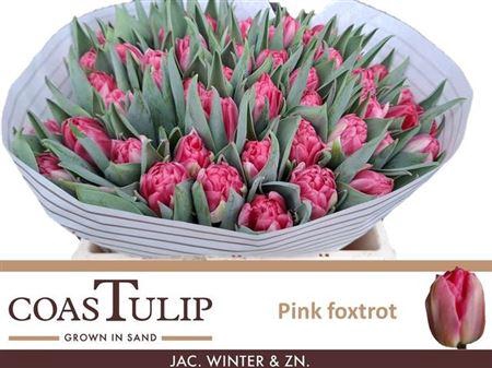 <h4>Tu Du Pink Foxtrot</h4>