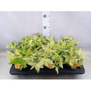 Pellionia repens