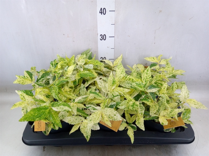 <h4>Pellionia repens</h4>