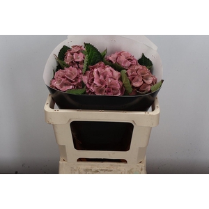 Wax Hydrangea Hydr Wax Paars XL