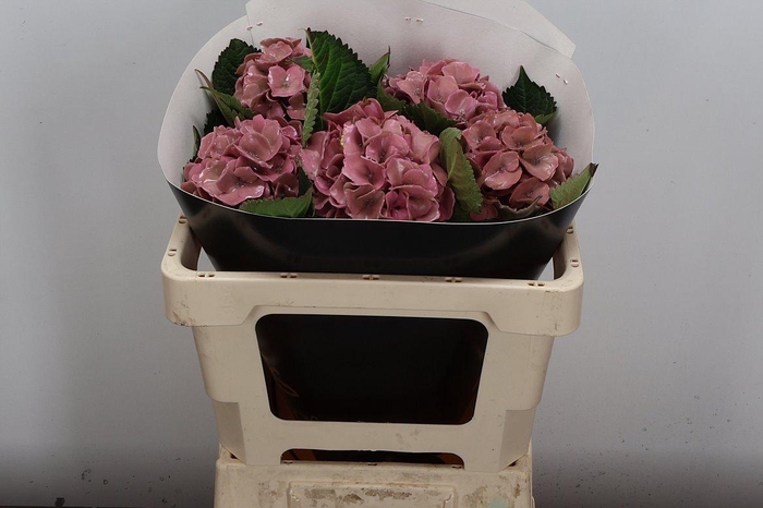 <h4>Wax Hydrangea Hydr Wax Paars XL</h4>