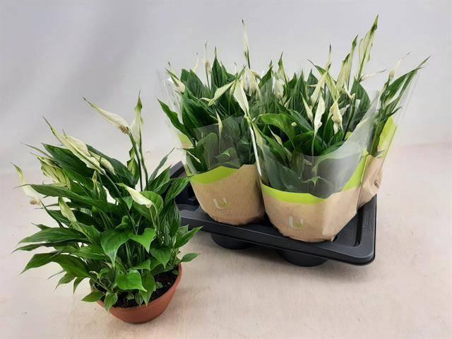 <h4>SPATH CHOPIN</h4>