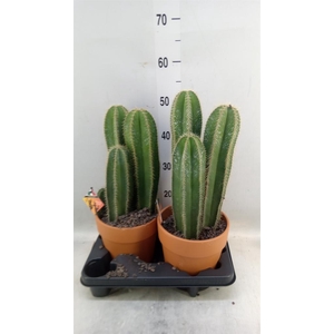 Cactus   ...