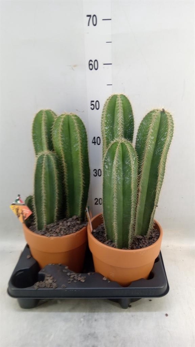 <h4>Cactus   ...</h4>