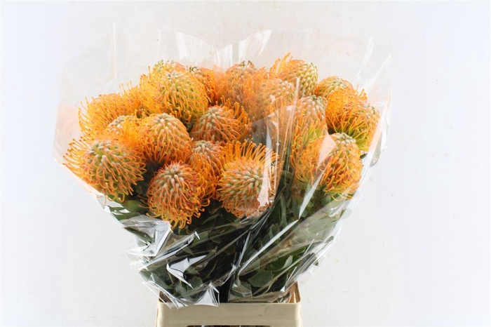 <h4>Leuco Co Soleil</h4>