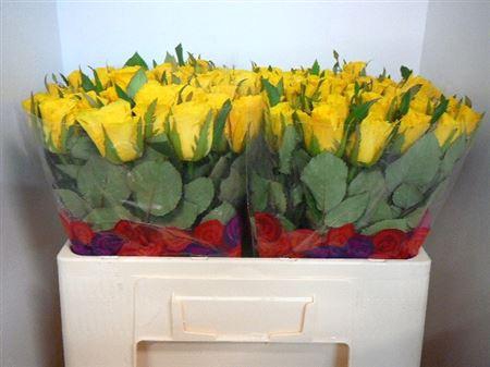 <h4>R Gr Rise & Shine</h4>