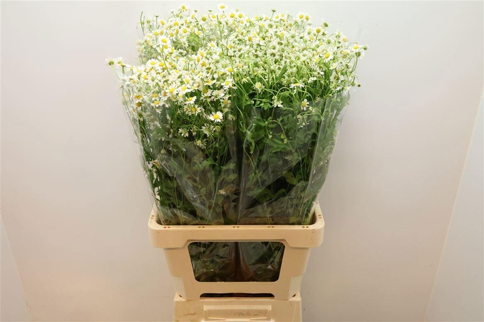 <h4>TANA PA CAMERON</h4>