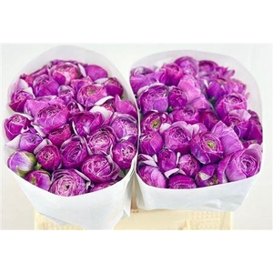 RANUNCULUS CLOONEY NONO ANTONIO