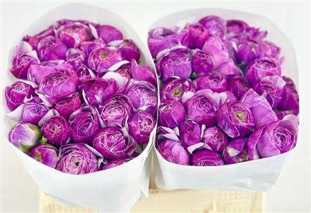 <h4>RANUNCULUS CLOONEY NONO ANTONIO</h4>