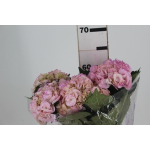 HORTENSIA FORCE 050 CM ROSA
