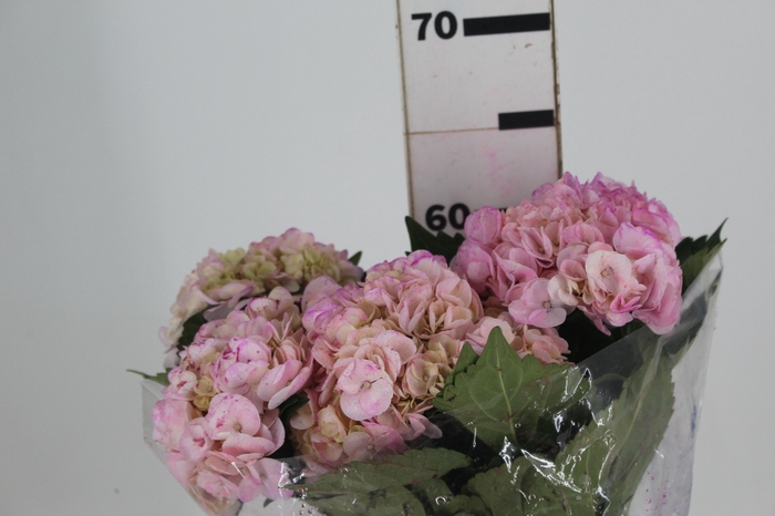 <h4>HORTENSIA FORCE 050 CM ROSA</h4>