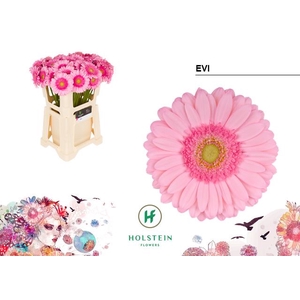Gerbera Evi