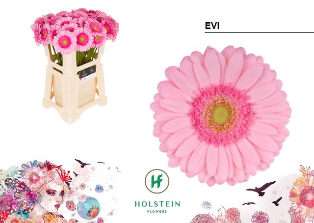<h4>Gerbera Evi</h4>