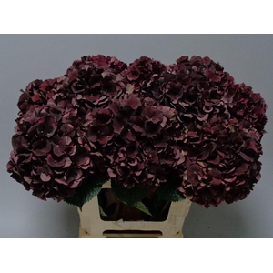 Hydrangea mag dark ruby classic