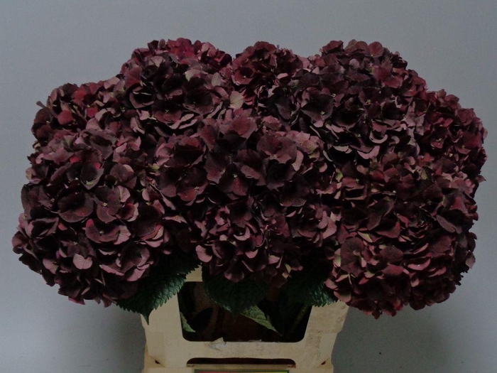 <h4>Hydrangea mag dark ruby classic</h4>