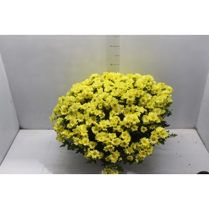 CRISANTEMO BOLA BELGA C21 AMARELO
