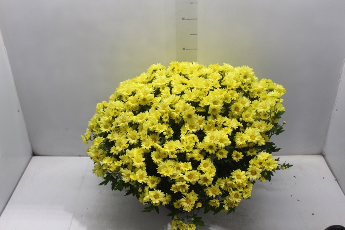 CRISANTEMO BOLA BELGA C21 AMARELO