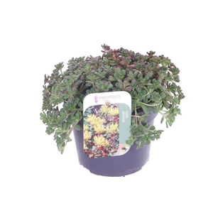 Sedum oreganum