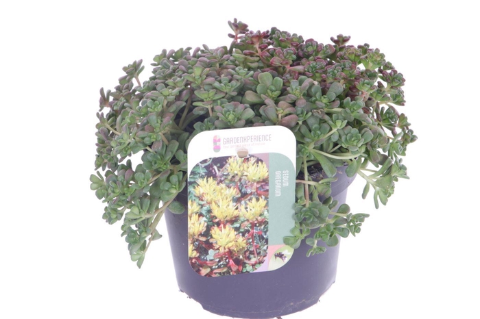 <h4>Sedum oreganum</h4>