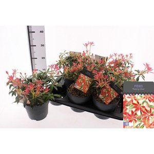 PIERIS FLAMING SILVE