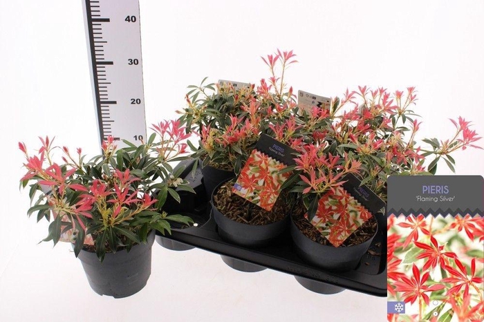 <h4>PIERIS FLAMING SILVE</h4>