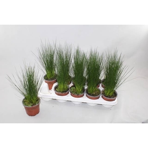 JUNCUS PENC GRASS