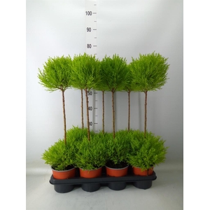 Cupressus macro. 'Goldcrest' .shape