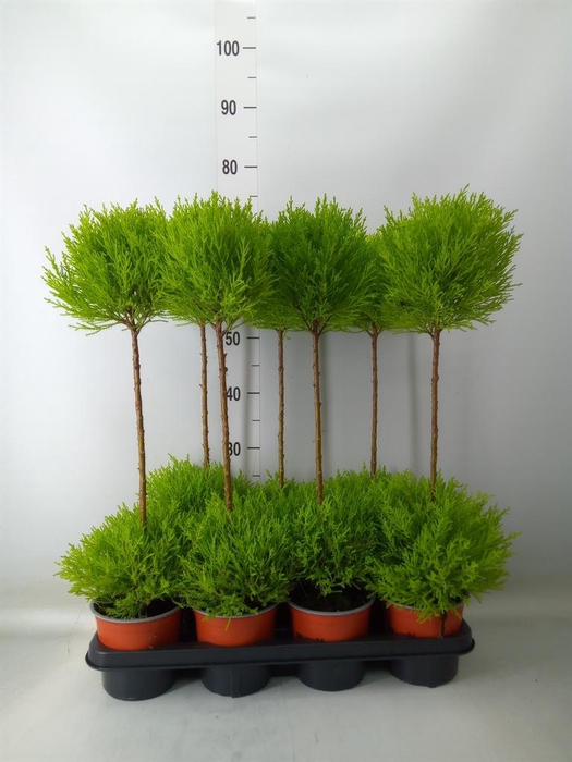 <h4>Cupressus macro. 'Goldcrest' .shape</h4>
