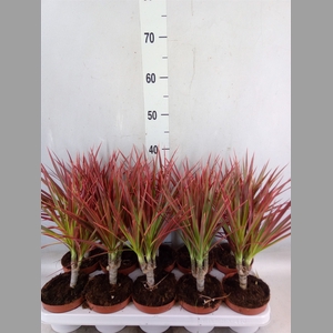 Dracaena marg. 'Colorama'