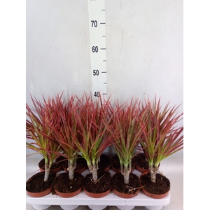Dracaena marg. 'Colorama'