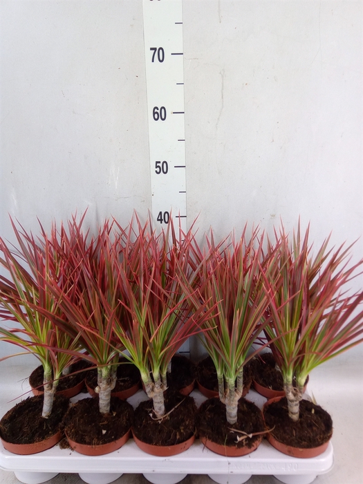 <h4>Dracaena marg. 'Colorama'</h4>