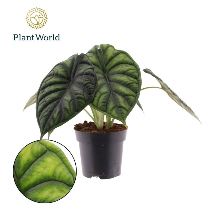 <h4>Alocasia  'Dragon Scale'</h4>