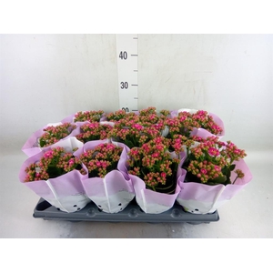 Kalanchoe blos.   ..rosebud