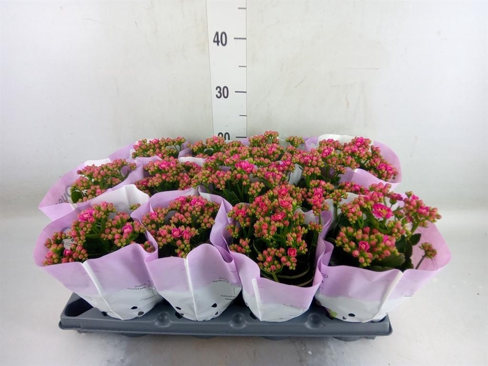 <h4>Kalanchoe blos.   ..rosebud</h4>