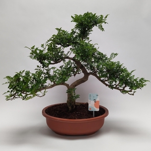 Zanthoxylum S-shape Bonsai 38 cm