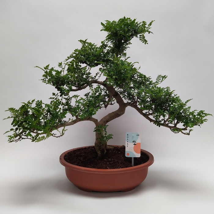 <h4>Zanthoxylum S-shape Bonsai 38 cm</h4>