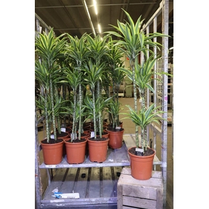 arr8 Dra De Lemon Lime