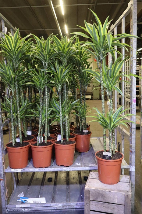 <h4>arr8 Dra De Lemon Lime</h4>