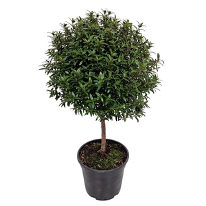 MYRTUS COM