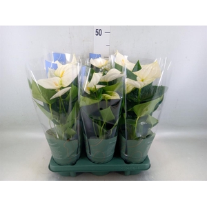 Anthurium  'Karma White'