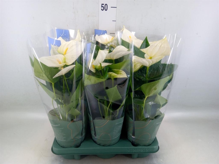 <h4>Anthurium  'Karma White'</h4>