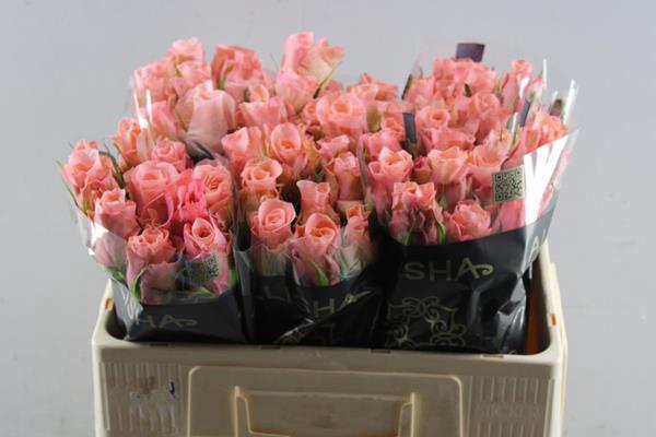 <h4>R Gr Maureen L 50</h4>