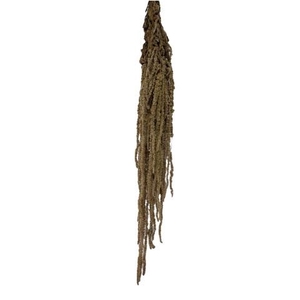Amaranthus hazelnut