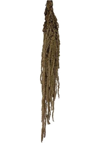 <h4>Amaranthus hazelnut</h4>