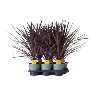 Cordyline Australis Red Star - 17cm
