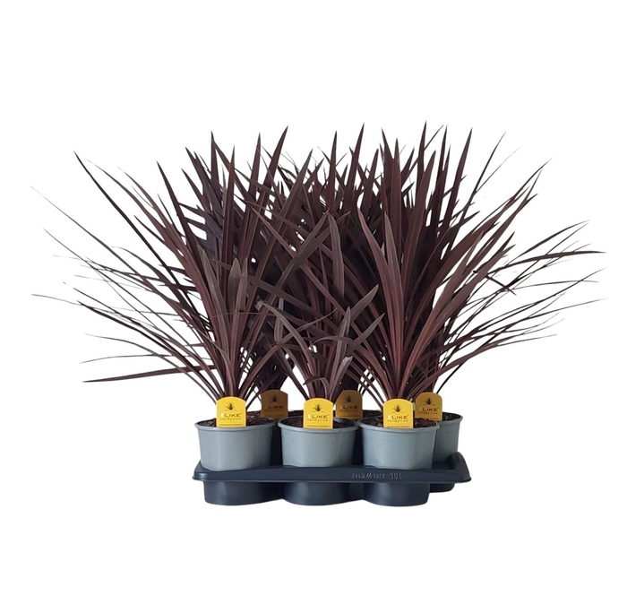<h4>Cordyline Australis Red Star - 17cm</h4>